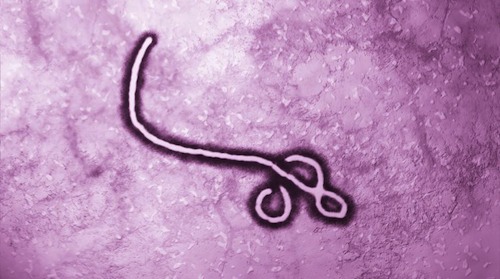 Q&A: Understanding Ebola