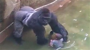 Racism or Bad Parenting in the Gorilla Killing in Cincinnati Zoo?