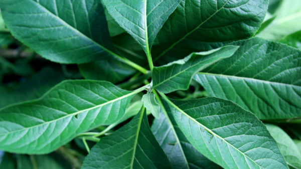 Canva Vernonia Amygdalina Bitter leaf 2 1024x683