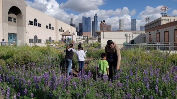 Greening Los Angeles Schools: Transforming Asphalt into Green Havens for Education and Community Health
