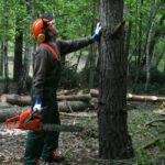 From Wildfire Crisis to Workforce Opportunity: California’s Forestry Jobs Initiative Opens New Career Pathways