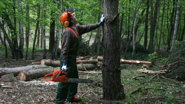 From Wildfire Crisis to Workforce Opportunity: California’s Forestry Jobs Initiative Opens New Career Pathways