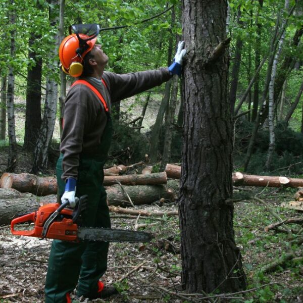 From Wildfire Crisis to Workforce Opportunity: California’s Forestry Jobs Initiative Opens New Career Pathways